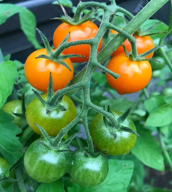 Clementine – Organic Tomato Seed
